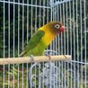 ボタンインコ（ヤマブキ）里親さん募集です サムネイル3