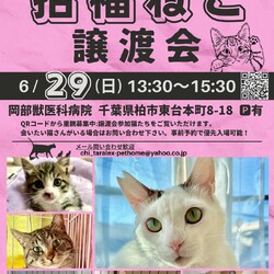 千葉県柏市:招福ねこ譲渡会