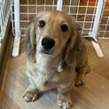 【8ヶ月去勢済み】ミニチュアダックスるいくん