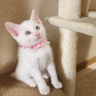 奇跡的に助かった白猫さん。