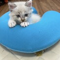 6/15里親会♪1ヶ月の子猫：シャムミックス♂