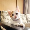 可愛い美猫の白茶くん サムネイル2