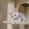 可愛い美猫の白茶くん サムネイル3