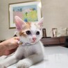 可愛い美猫の白茶くん サムネイル4