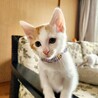 可愛い美猫の白茶くん サムネイル5