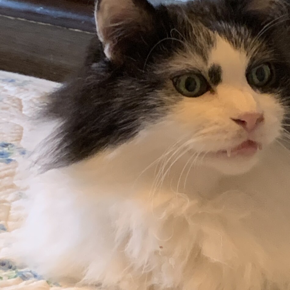 ムースケのカバー写真