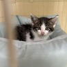 生後１～２ヶ月、甘えんぼうな中毛キジ白ちゃん サムネイル3