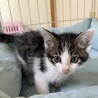 生後１～２ヶ月、甘えんぼうな中毛キジ白ちゃん サムネイル2