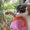 生後１～２ヶ月、甘えんぼうな中毛キジ白ちゃん サムネイル4