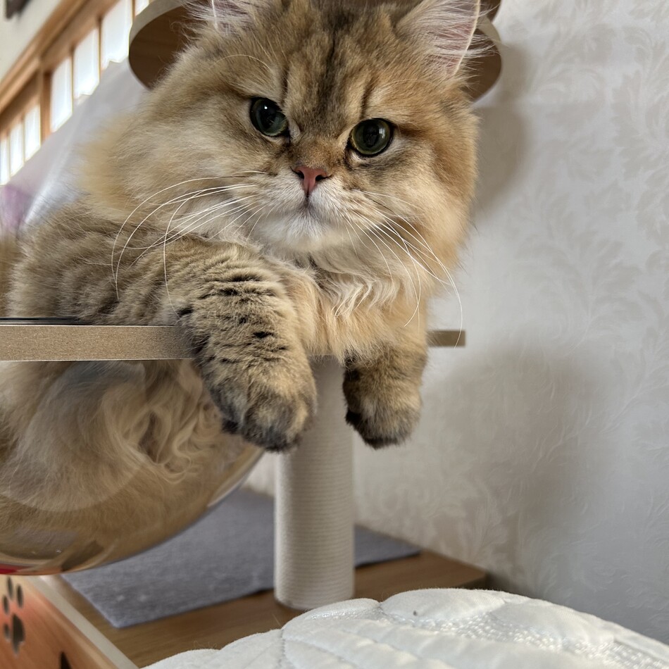 まるてんのカバー写真