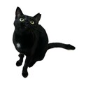 小顔の美猫。お転婆娘のハートちゃん【守口市】