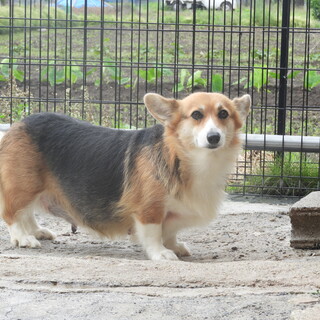 コーギー女の子