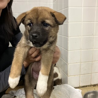 緊急！一般譲渡優先期間 6/17 まで