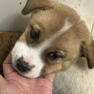 緊急！一般譲渡優先期間 6/17 まで