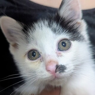 再募集！！急募！！生後3週間白黒チョビヒゲちゃん