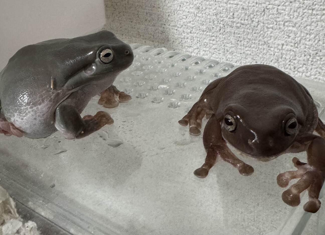 イエアメガエルの里親を探...」茨城県 - 爬虫類・他の里親募集(517546 
