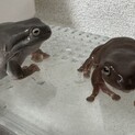 イエアメガエルの里親を探しています。
