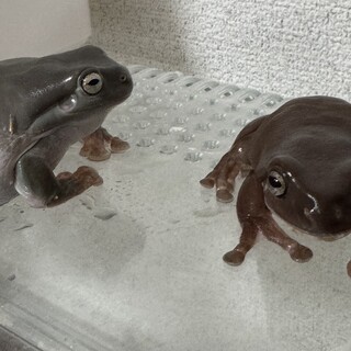 イエアメガエルの里親を探しています。