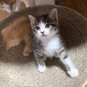ハートのお鼻を持つ王子！甘えん坊約1か月