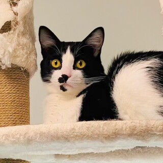 【12/7譲渡会】はっちゃけポノ君