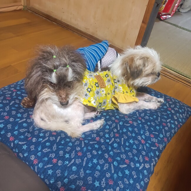 きび団子、胡麻団子のカバー写真