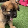 兄妹一の甘えん坊【ジャワくん】 サムネイル3