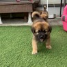 兄妹一の甘えん坊【ジャワくん】 サムネイル4