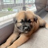 兄妹一の甘えん坊【ジャワくん】 サムネイル5