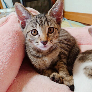 早期不妊手術チップ済み4姉妹 1/4