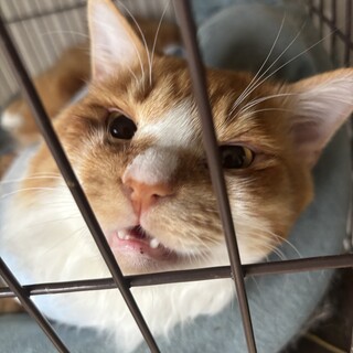 スリゴロの人が大好きな甘えん坊の男の子