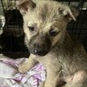 一旦募集停止します サムネイル2