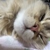 の写真