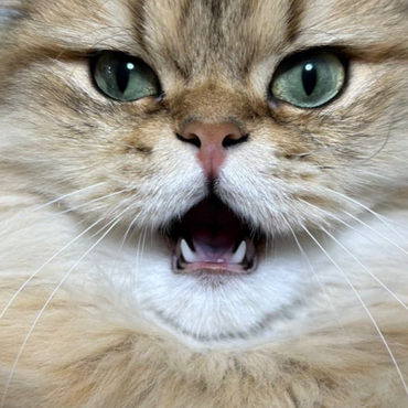 まるてんの写真