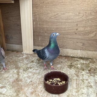 レース鳩6羽オス1羽メス3羽若鳩2羽