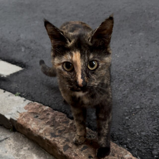 サビ猫ちゃんを保護しました！