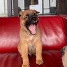 愛想良しイケワン【ダグラスくん】 サムネイル3