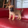 愛想良しイケワン【ダグラスくん】 サムネイル4
