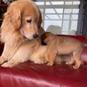 愛想良しイケワン【ダグラスくん】 サムネイル5