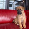 愛想良しイケワン【ダグラスくん】 サムネイル7
