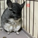 里親様決定！ありがとうございました。