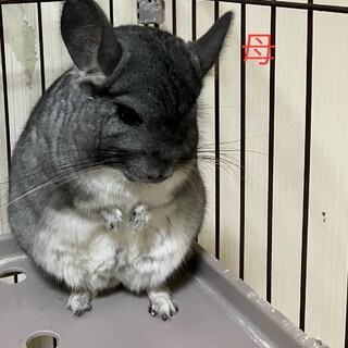 里親様決定！ありがとうございました。