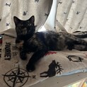 ウールサッキングがありますが甘えん坊の女の子