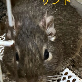 里親様決定！ありがとうございました。