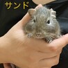 里親様決定！ありがとうございました。 サムネイル2