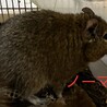 里親様決定！ありがとうございました。 サムネイル3