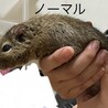 里親様決定！ありがとうございました。 サムネイル4