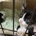 保護した猫ちゃんが2匹の子供を産みました。