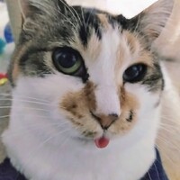 どんちゃん