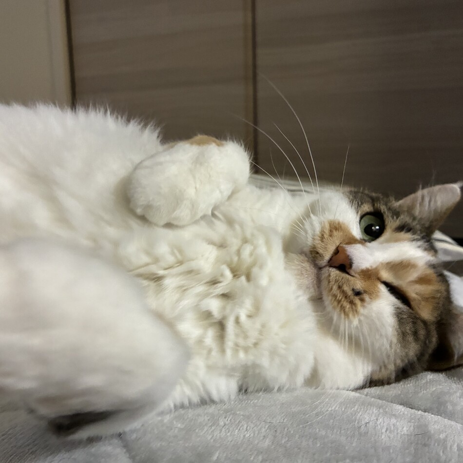 どんちゃんのカバー写真