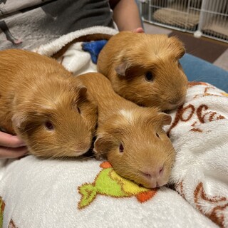 モルモット　3匹一緒に引き取って下さる方募集です